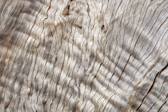 Pohutukawa wood - Natural textured background: closeup of weathered pohutukawa timber on a beach 