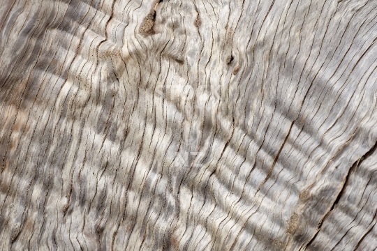 Pohutukawa wood