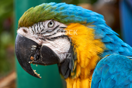 Portrait of a Blue-and-yellow Macaw parrot