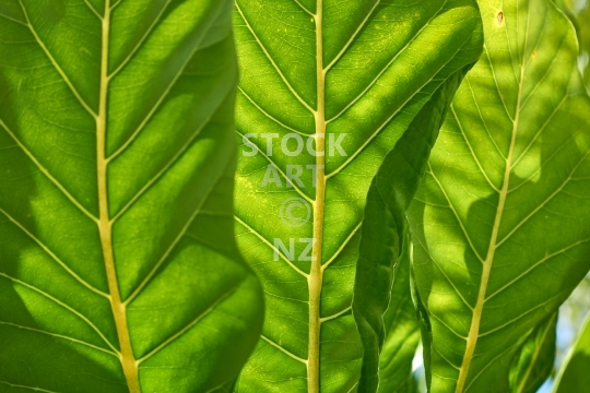 Puka leaves - closeup with backlight