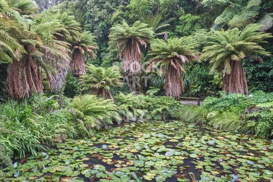 Pukekura Park in New Plymouth, New Zealand - Giant Wheki tree ferns and lotus pond                               