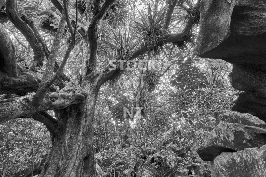 Puriri tree in black and white - Native bush and limestone rocks in Abbey Caves Reserve - Whangarei, Northland, NZ