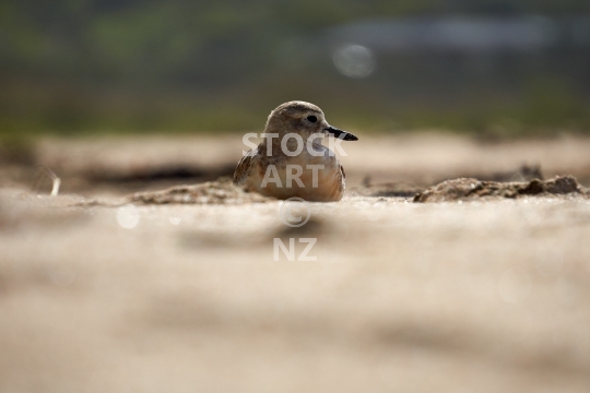 Rare New Zealand dotterel on a beach - Lying on the sand at Taupo Bay, Northland