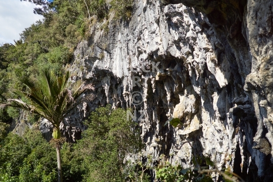 Rawhiti cave entrance - Takaka, Golden Bay, NZ - Limestone cave with Nikau palm in Dry Creek Valley 