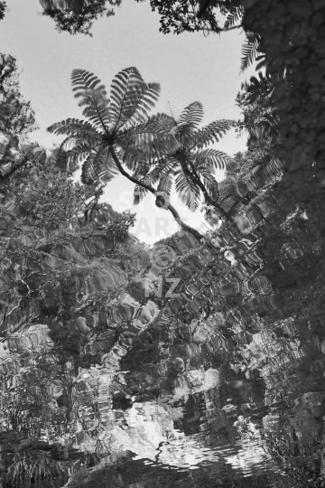 Reflection of tree ferns in a swirling river - Blurred water mirror image of New Zealand native bush - black and white photo