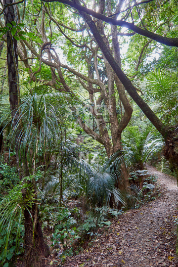 Ross Track to Mount Parihaka - Whangarei, Northland, NZ - Walking trail with native bush and kiekie plant 