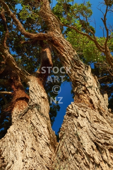 Rough pohutukawa tree bark - Looking up a pohutukawa trunk in Northland