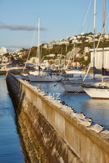 Seabirds in Wellington harbour - Peaceful row of terns on a marina wall