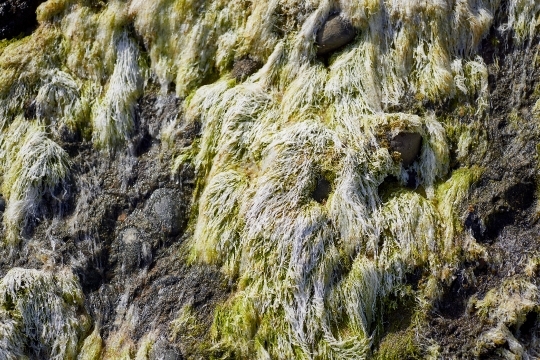 Seaweed on the rocks
