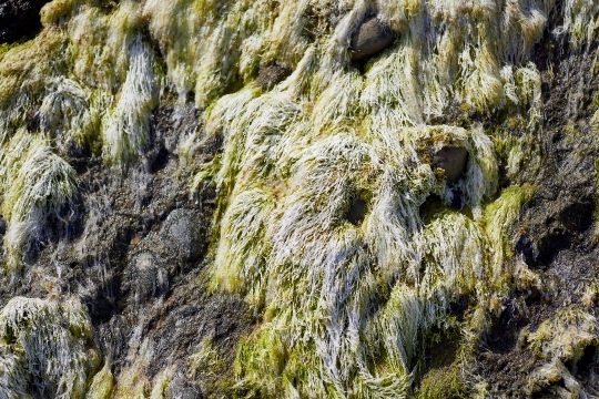 Seaweed on the rocks - Tidal rocks with probably slender sea lettuce on a Northland beach