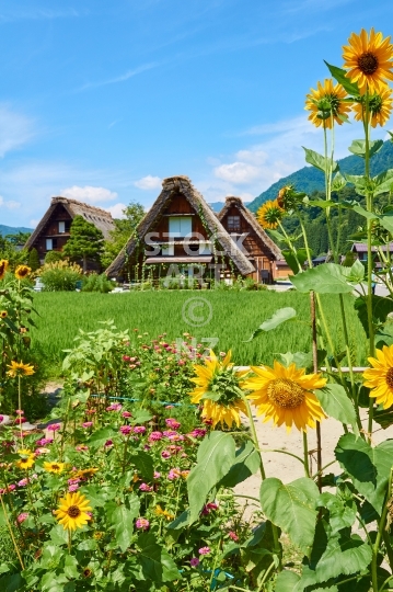 Shirakawa-go farm houses in traditional Gassho style