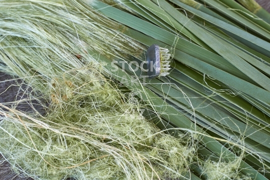 Shredding flax  - NZ flax weaving: shredded green leaves with extracted white fibre and shredder tool