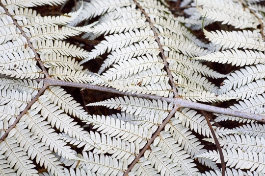 Silver fern frond - NZ Ponga - Closeup of the underside of a Ponga tree fern leaf on a forest floor