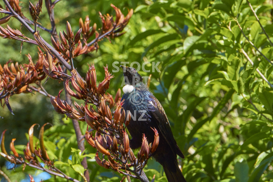 Sitting tui and flax flowers - The endemic tui is one of New Zealand_qt_s most beautiful and iconic birds