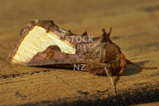 Slender burnished brass moth - In New Zealand a pest insect - Noctuidae, Thysanoplusia orichalcea