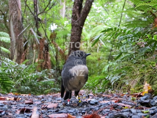 South Island robin  - A curious little Stewart Island robin on the forest floor, Ulva Island - lower resolution stock photo