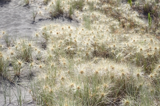 Spinifex grass - Kowhangatara