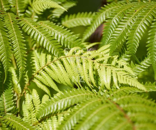 Splashback image: Green New Zealand tree fern fronds - Kitchen splashback picture for standard size 900 x 750 mm