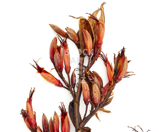 Splashback image: New Zealand flax flowers - Kitchen splashback photo for standard size 900 x 750 mm