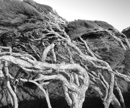 Splashback image: New Zealand tea trees bracing the wind - Black & white kitchen splashback photo for standard size 900 x 750 mm