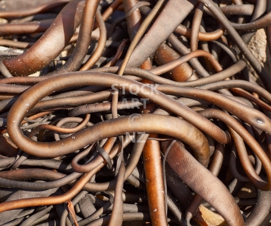 Splashback photo: Abstract Bull kelp tangle on a beach