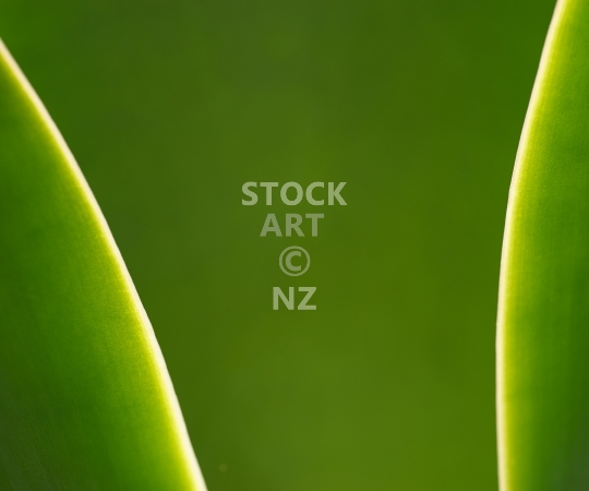 Splashback photo: Abstract green Agava plant pleaves with backlight