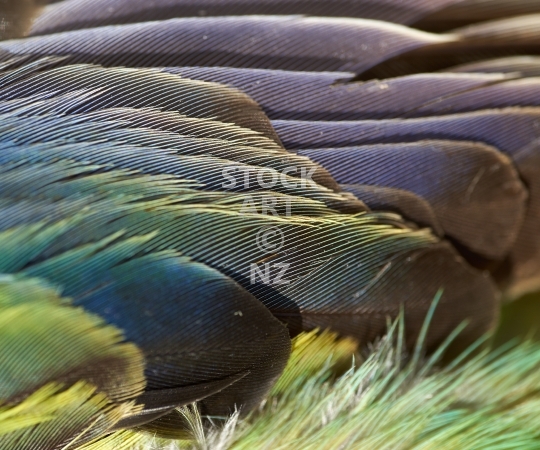 Splashback photo: Abstract parrot feathers