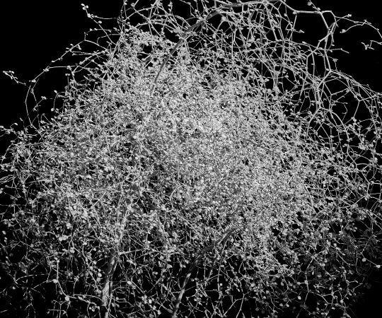 Splashback photo: Cave Muehlenbeckia bush from New Zealand