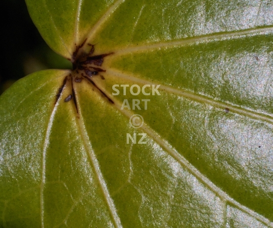 Splashback photo: Closeup of a New Zealand kawakawa leaf