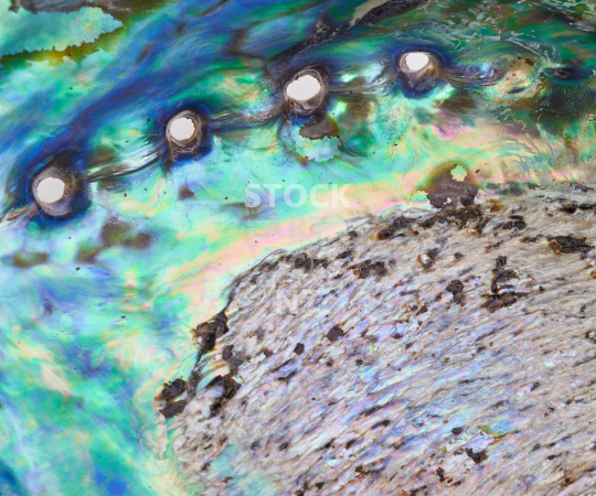 Splashback photo: Closeup of a New Zealand paua shell - Kitchen splashback picture for standard size 900 x 750 mm