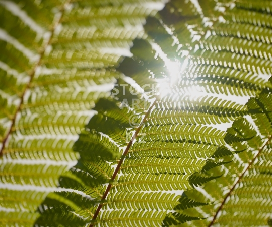 Splashback photo: Closeup of green New Zealand fern leaves - Kitchen splashback picture for standard size 900 x 750 mm