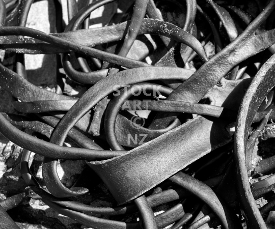 Splashback photo: Dry kelp tangle on a New Zealand beach
