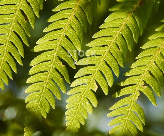 Splashback photo: Fern leaves with sunshine backlight