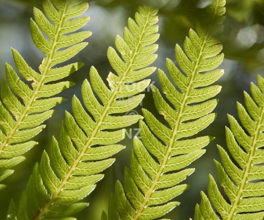 Splashback photo: green fern leaves backlit in the sunshine