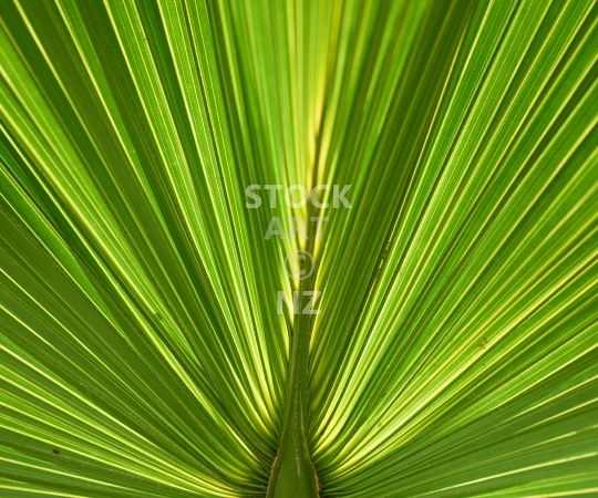 Splashback photo: Green tropical palm leaf