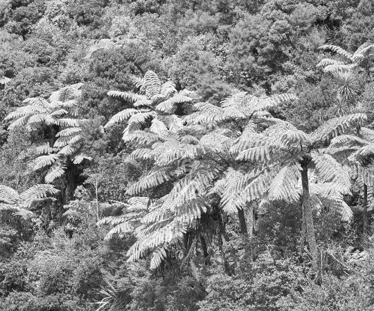 Splashback photo: Iconic native New Zealand bush with tree ferns - Black & white kitchen splashback photo for standard size 900 x 750 mm - typical NZ forest scene