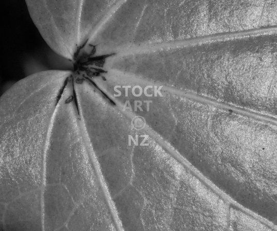 Splashback photo: Kawakawa leaf - New Zealand black & white kitchen splashback image for standard size 900 x 750 mm