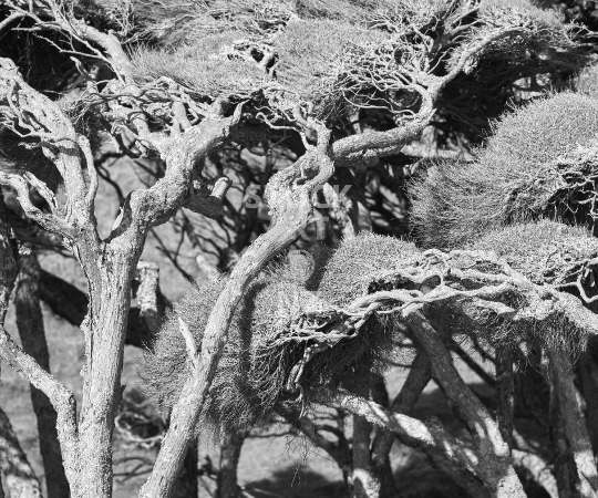 Splashback photo: New Zealand tea trees shaped by the wind - Black & white kitchen splashback photo for standard size 900 x 750 mm - typical iconic NZ nature scene