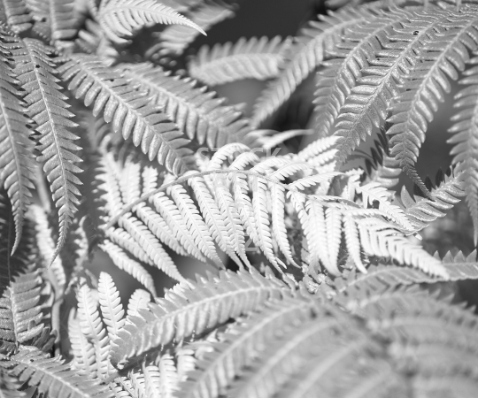 Splashback photo: New Zealand tree fern fronds - Black & white kitchen splashback photo for standard size 900 x 750 mm