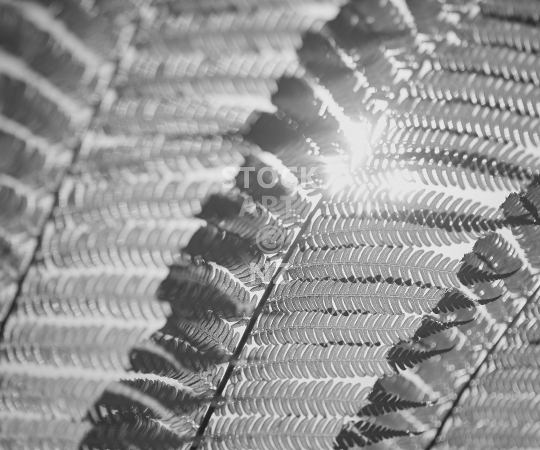 Splashback photo: New Zealand tree fern fronds with backlight