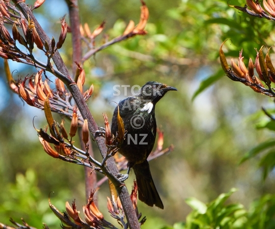 Splashback photo: New Zealand tui bird feeding on flax
