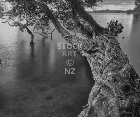 Splashback photo: Old New Zealand pohutukawa tree over water - Black & white kitchen splashback photo for standard size 900 x 750 mm