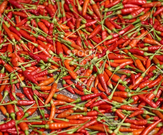 Splashback photo: red hot chillis drying in sunshine