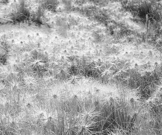 Splashback photo: Spinifex grass