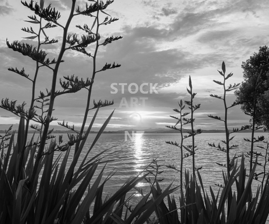 Splashback photo: Sunset over rippling water with New Zealand flax - Tamaterau, Whangarei, Northland - black & white kitchen splashback photo for standard size 900 x 750 mm