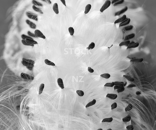 Splashback photo: Swanplant seeds with silky effect - Black & white kitchen splashback photo for standard size 900 x 750 mm