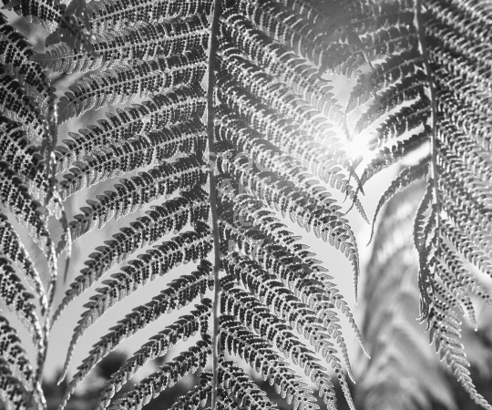 Splashback photo: Tree fern leaves against the sunshine