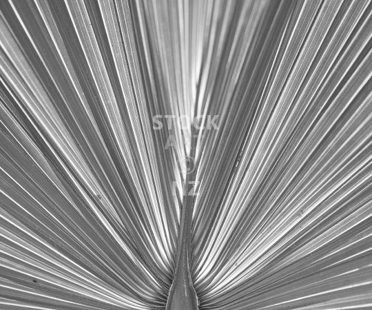 Splashback photo: windmill palm leaf - Black & white kitchen splashback photo for standard size 900 x 750 mm