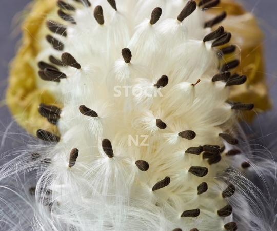 Splashback picture: Closeup of a Swan plant seedpot
