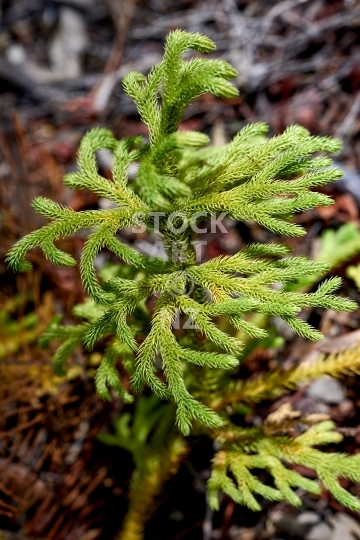Staghorn clubmoss